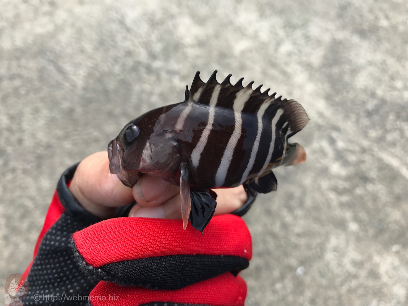 イシダイの子供