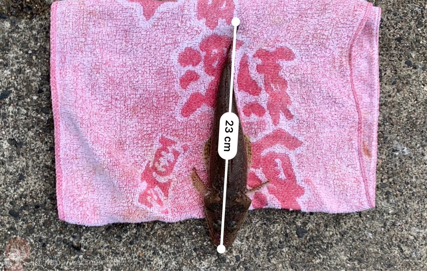 計測アプリと魚