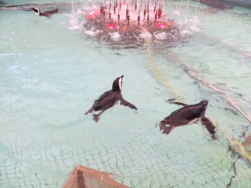 IMG_0640.jpg ペンギン