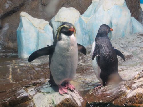 IMG_0648.jpg ペンギン