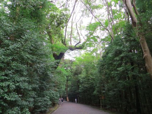 木々に囲まれた綺麗な道 木々に囲まれた綺麗な道