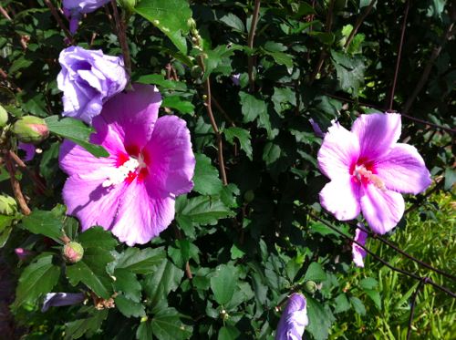 IMG_3445.jpg 花