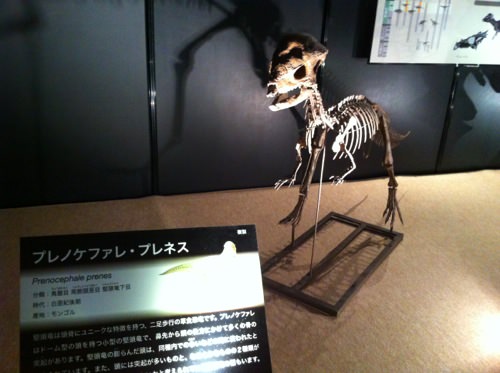 IMG_3580.jpg 小さい恐竜