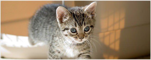 [Å] 話題になった「にゃんこ型イヤホンジャックカバー」実物見ると可愛いさ倍増。かわえぇ。