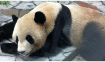 [Å] ペンギン・ペンギン・パンダ・パンダ！ in.アドベンチャーワールド