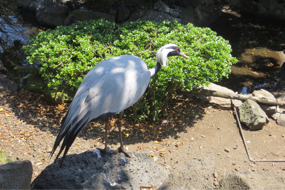 鳥の放し飼い