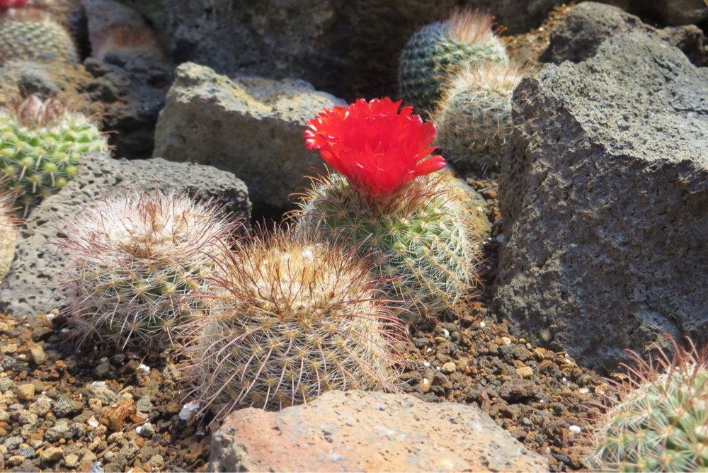 花の咲いたサボテン