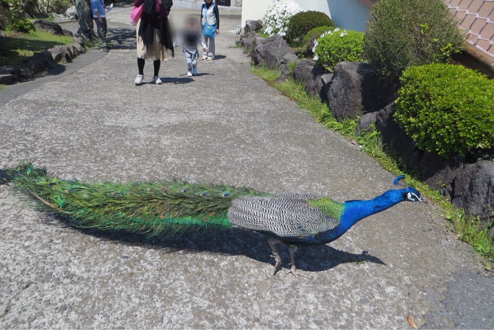 伊豆シャボテン公園 クジャクが通過