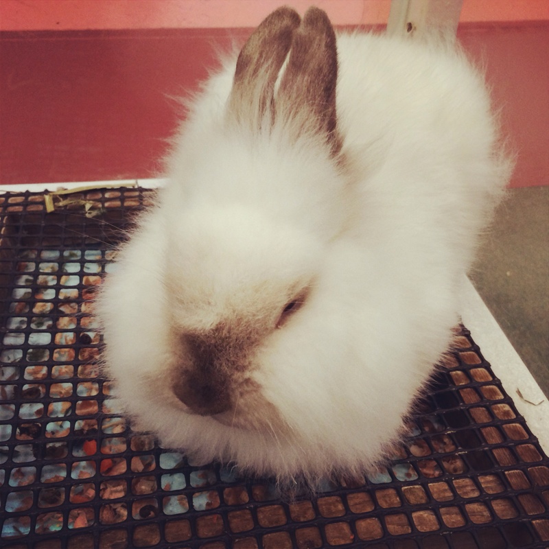 もっふもふ