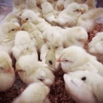 [Å] 箱根観光 箱根園は動物との距離が近い！動物好きにおすすめ観光スポット