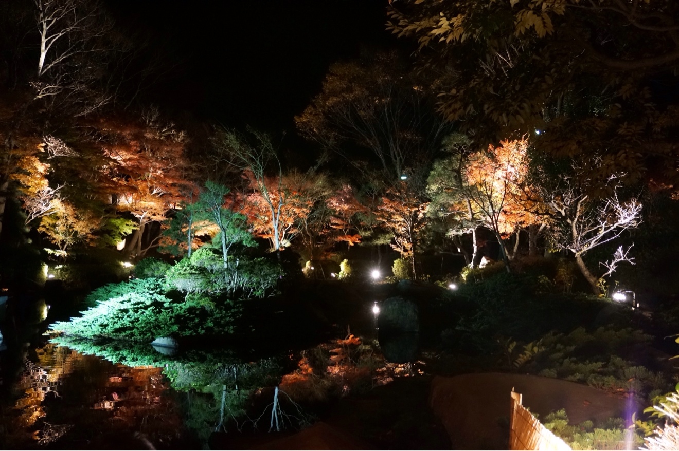 ライトアップ紅葉