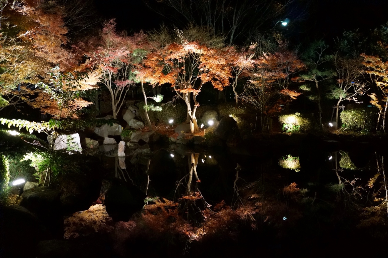 水面に映るライトアップ紅葉が幻想的で綺麗でした。