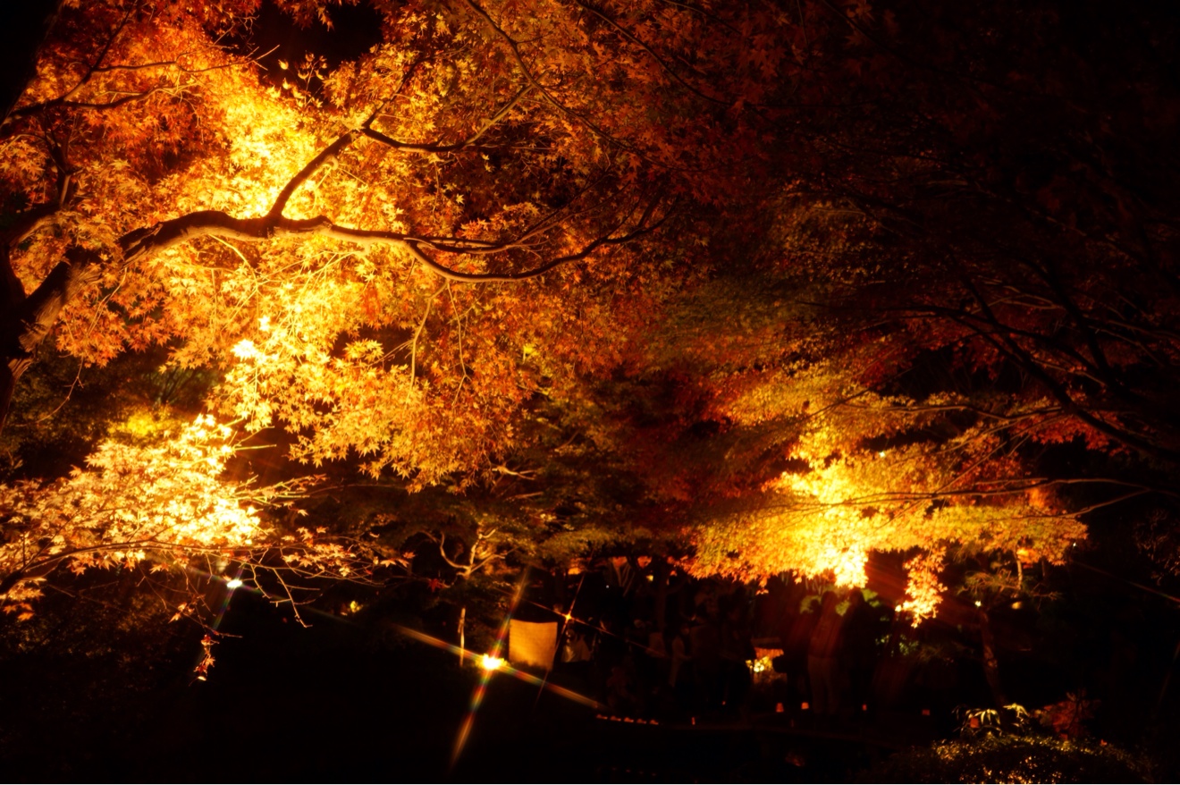 クロスフィルターで紅葉のライトアップ撮影