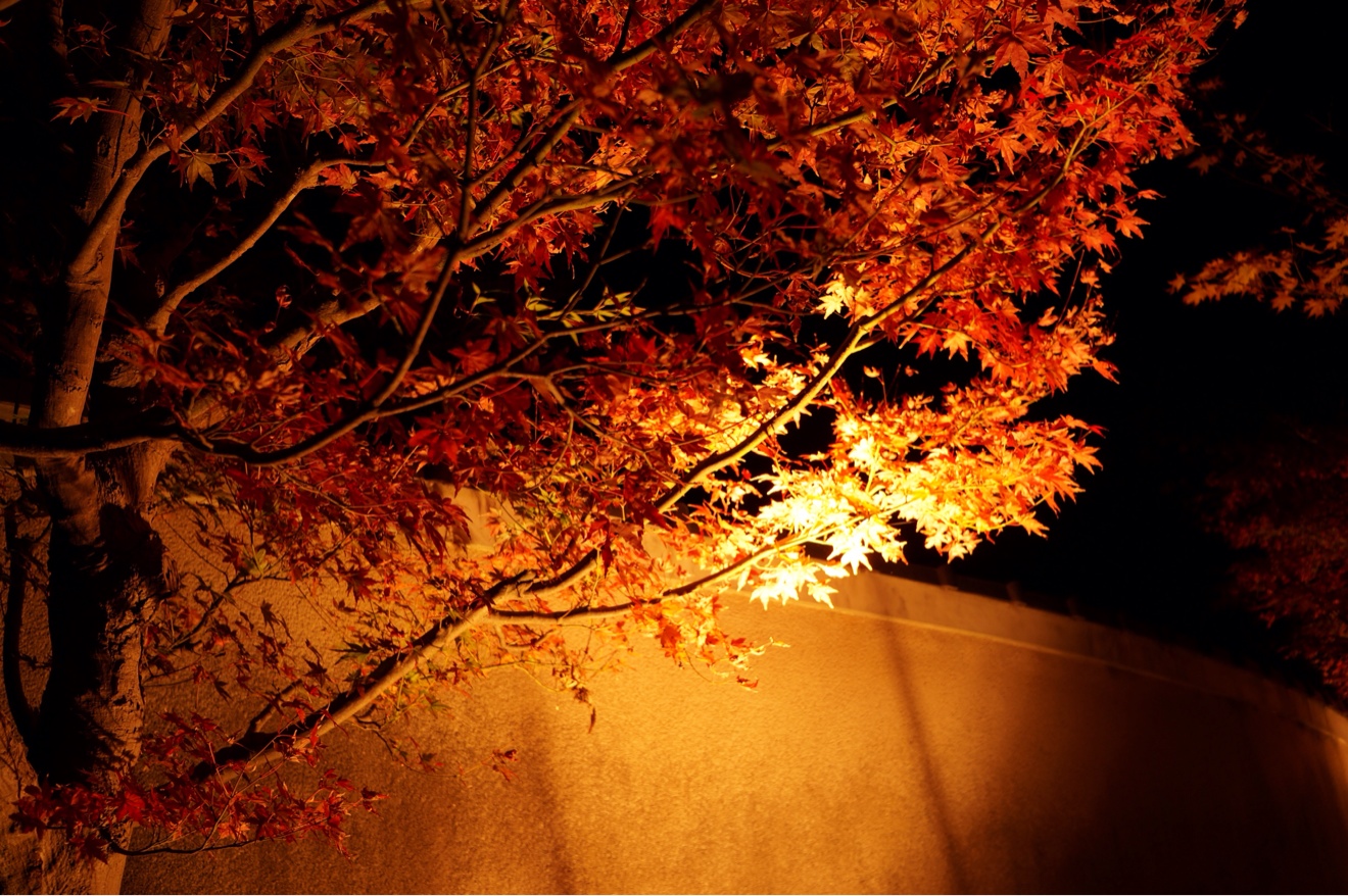 紅葉ライトアップ