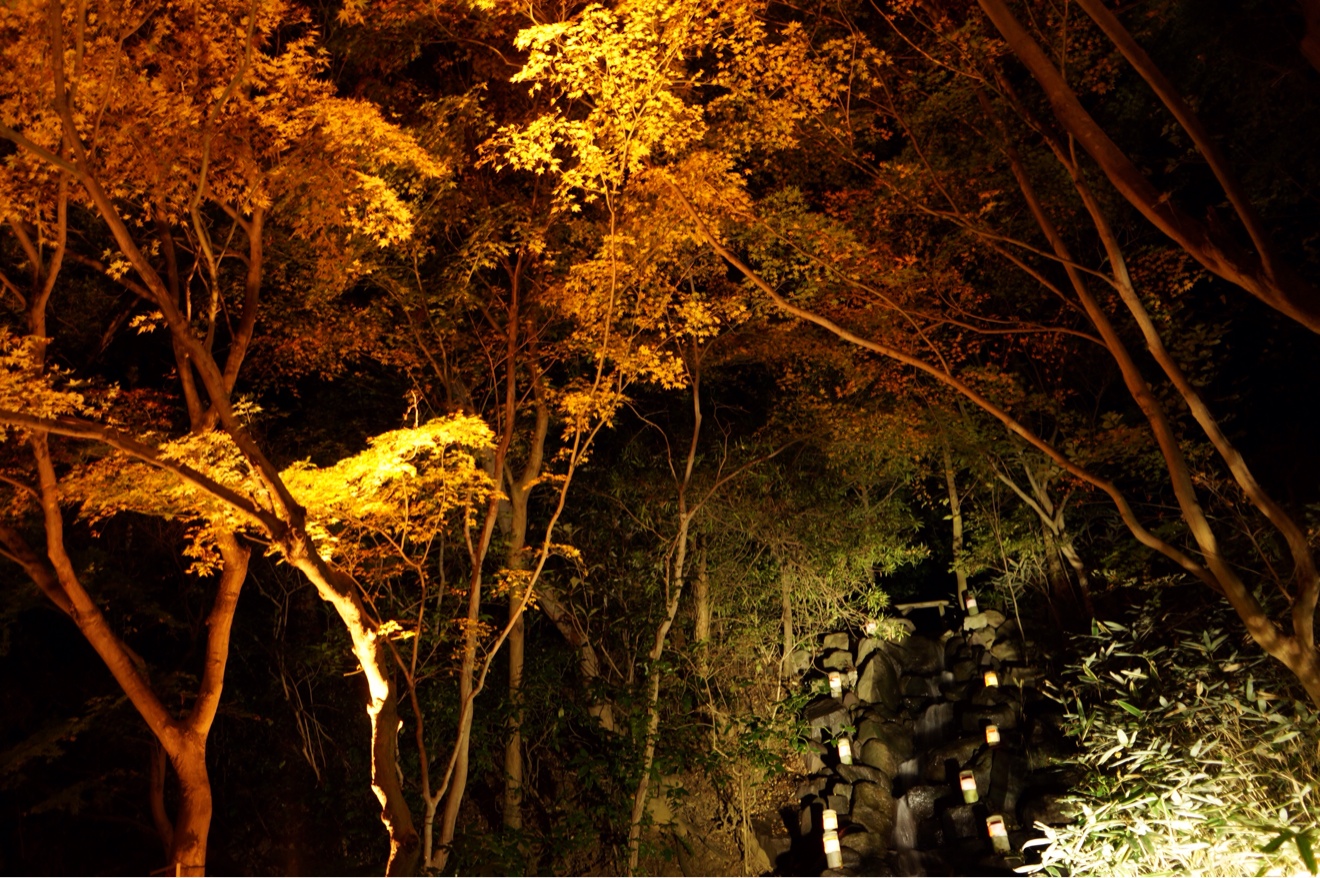 紅葉ライトアップ