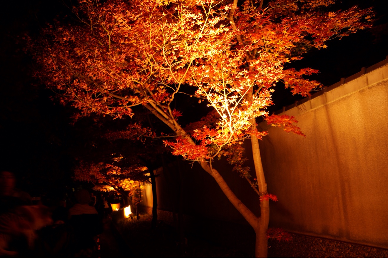 紅葉ライトアップ