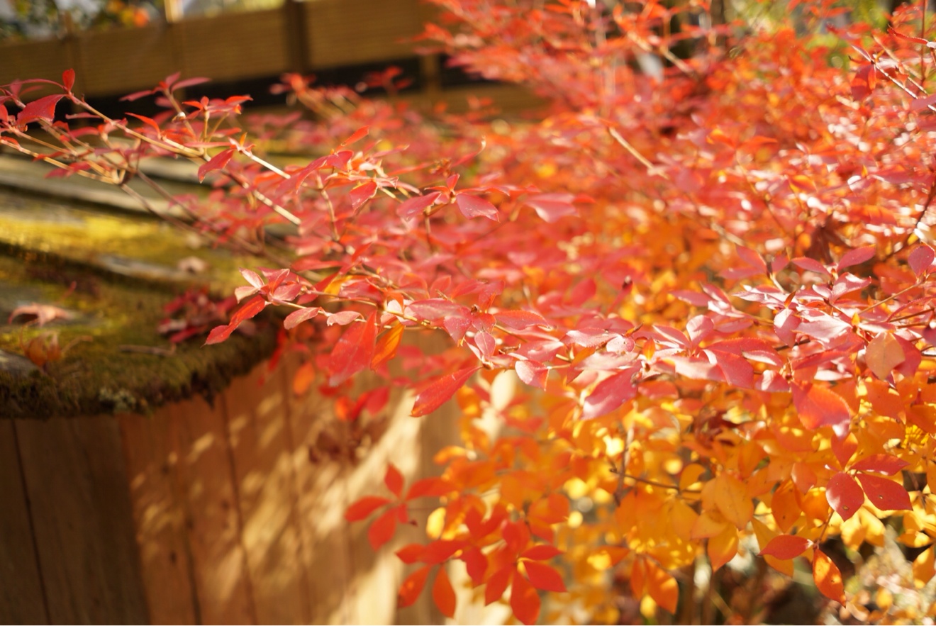 紅葉