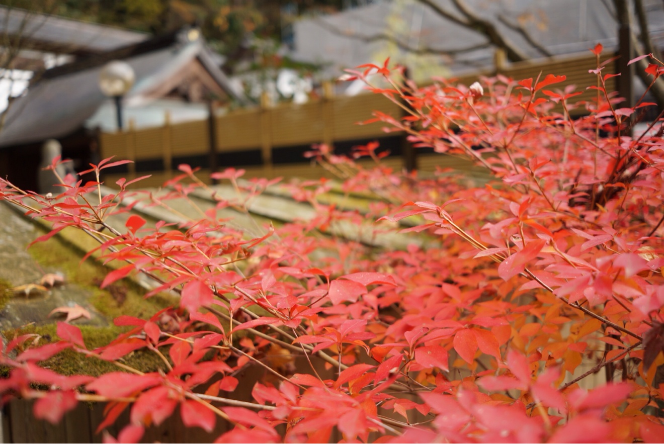 紅葉