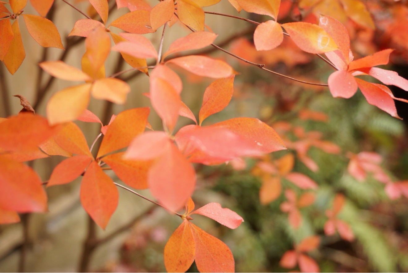 紅葉