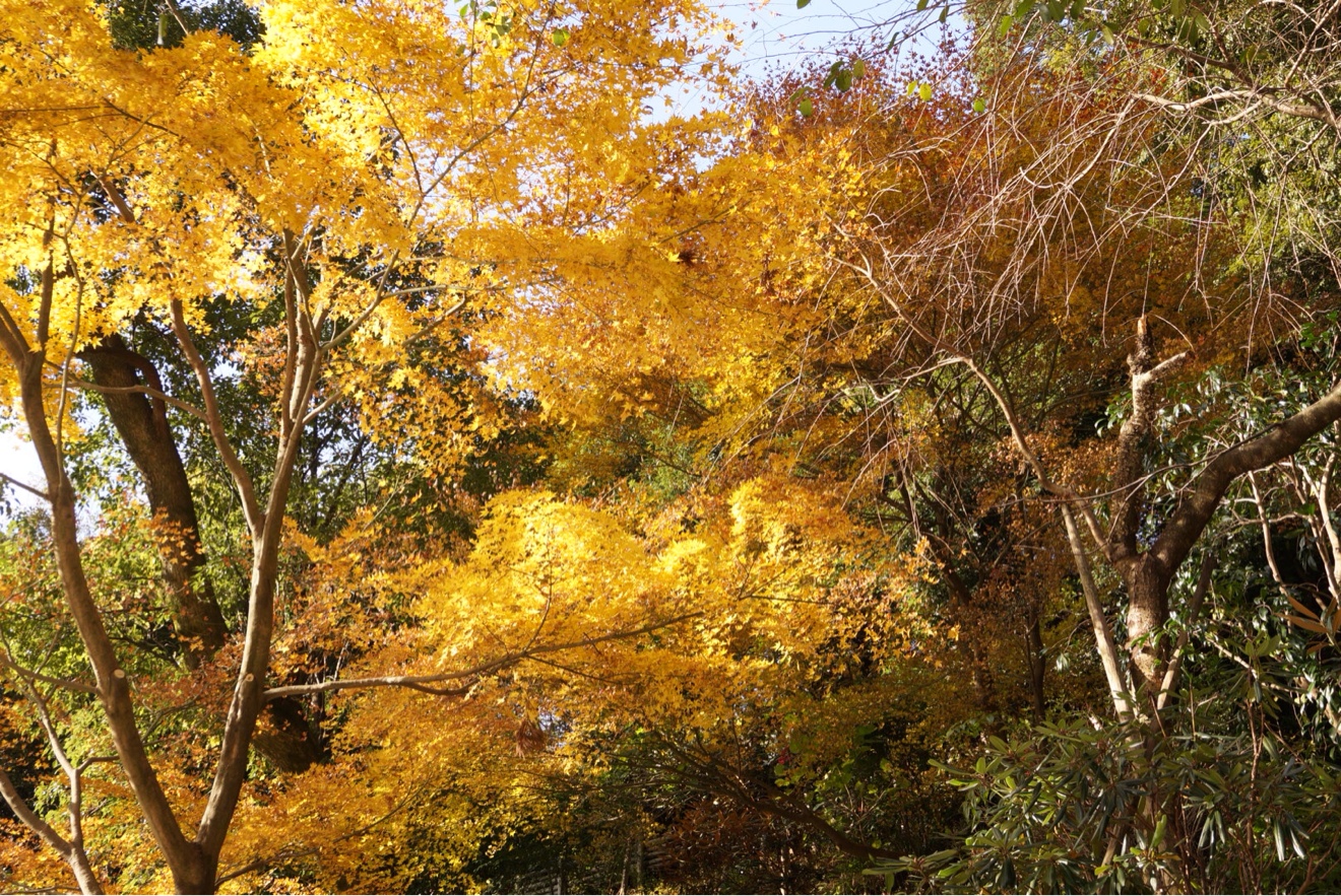 南蔵院 紅葉