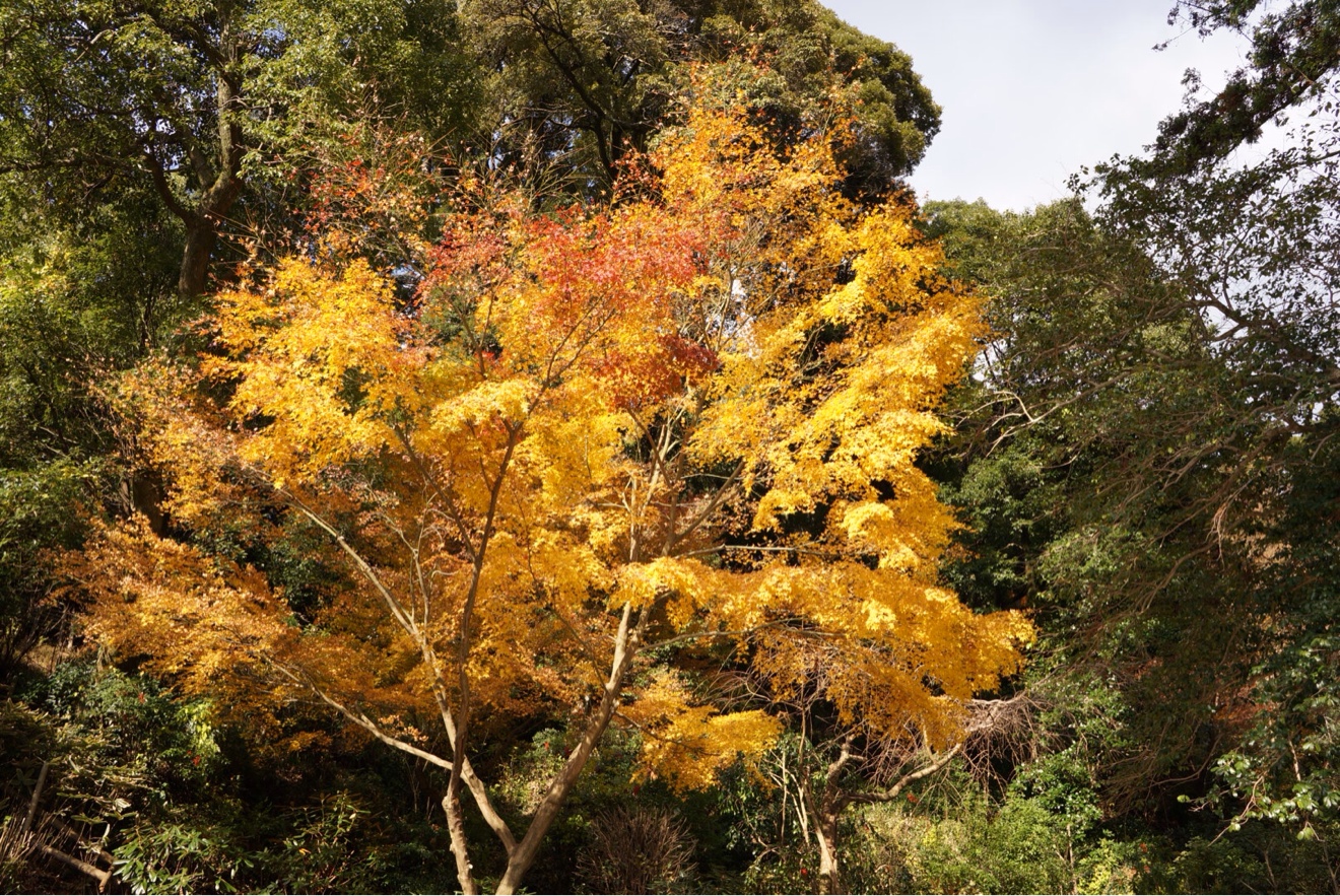 南蔵院 紅葉